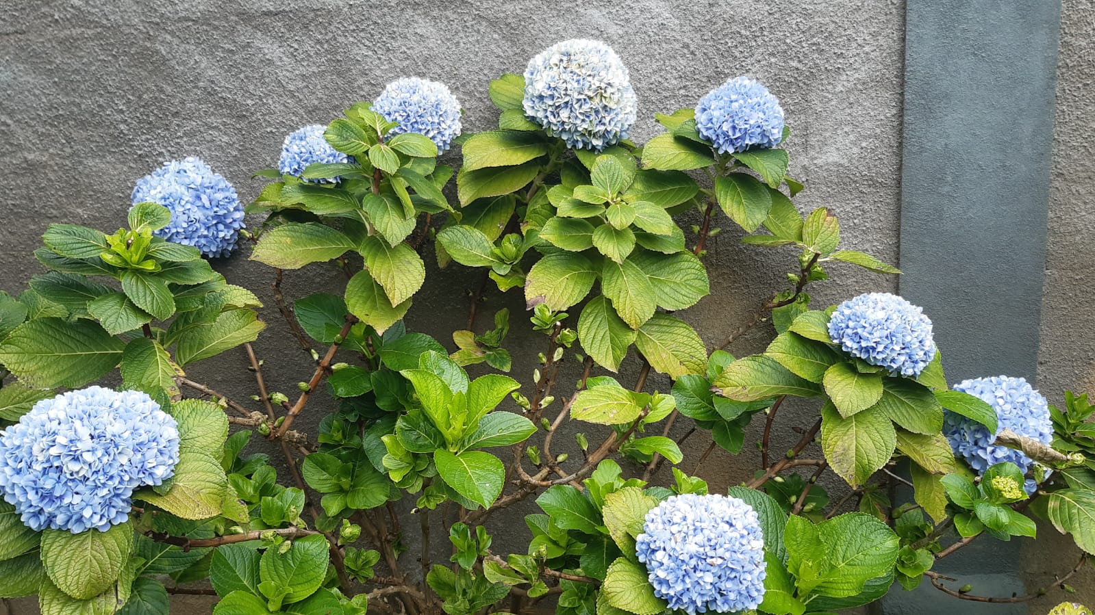 Hortênsia, Hydrangea macrophylla