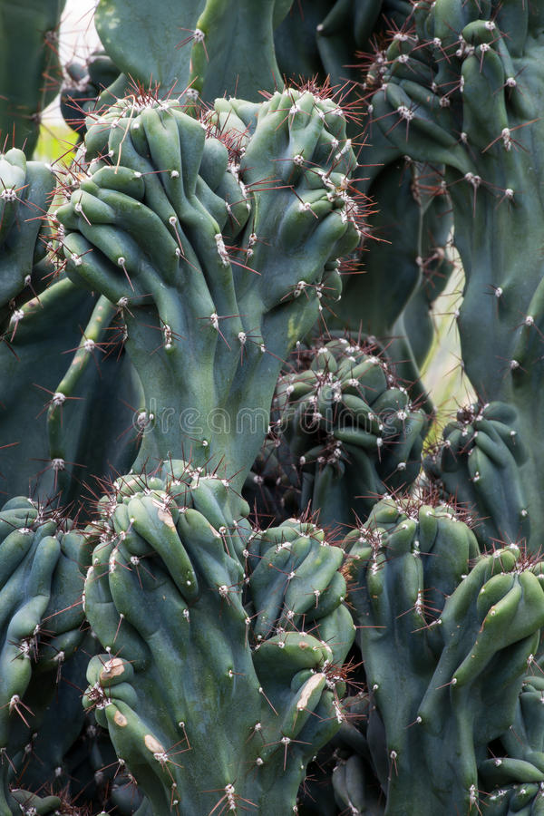 Cereus repandus monstruoso - disponível em https://vivoplantas.com.br/produto/cactos-monstro/