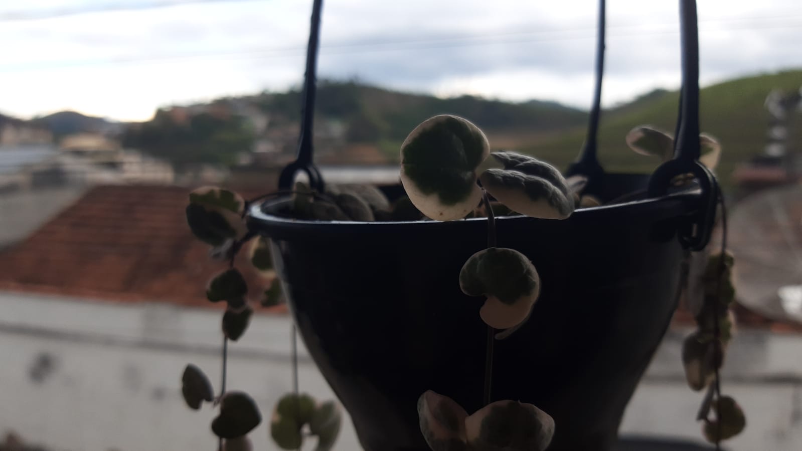 Ceropegia woodii Variegata