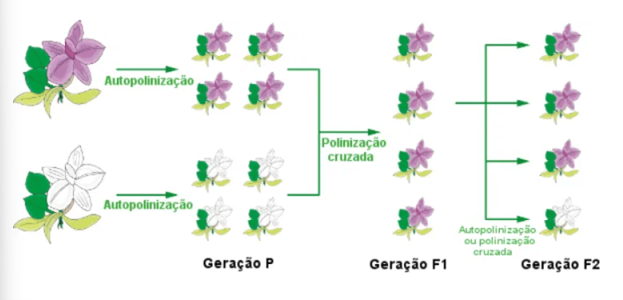 Genétca de
diversas gerações - disponível em https://agropos.com.br/