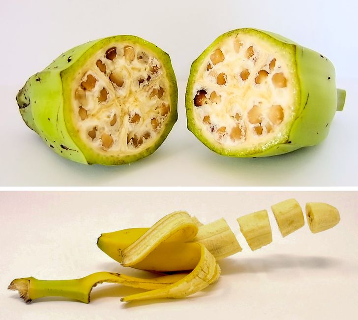 Banana antes e depois da domesticação - disponível em https://www.google.com/url?sa=i&url=https%3A%2F%2Fincrivel.club%2Fadmiracao-curiosidades%2Fcomo-eram-as-frutas-e-legumes-antigamente-a-banana-era-estranha-643010%2F&psig=AOvVaw1k4L9vvyxKA0Qb9fcQzAvK&ust=1667440663762000&source=images&cd=vfe&ved=0CAwQjRxqFwoTCOjGyNWyjvsCFQAAAAAdAAAAABAI