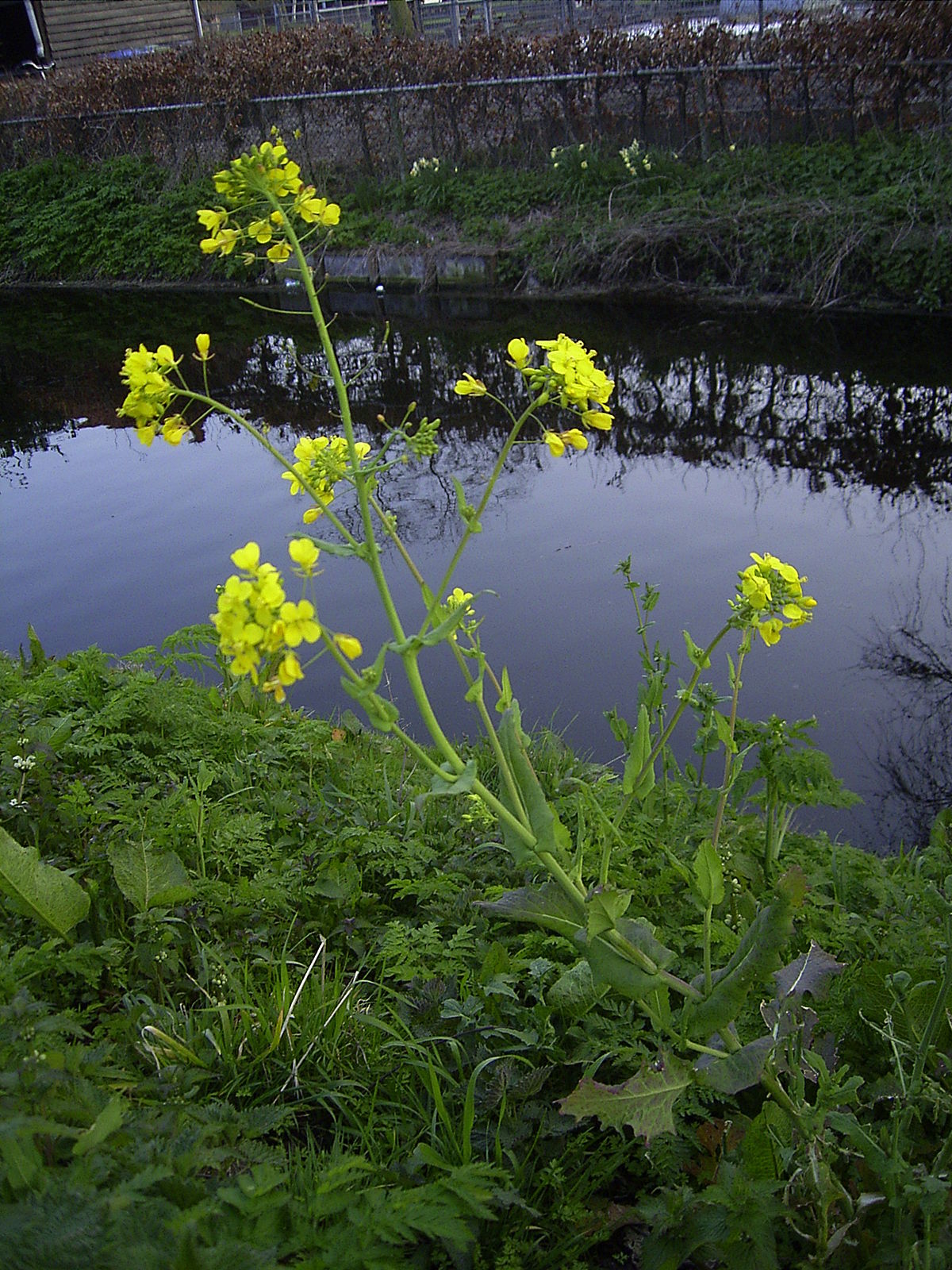 Brássica encontrada na natureza - disponível
em https://en.wikipedia.org/wiki/Brassica